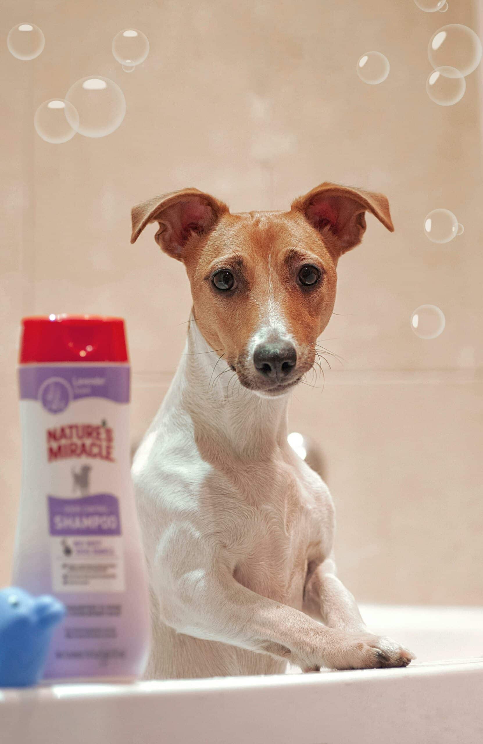Find den Perfekte Trimmer til Hund hos GroomUs